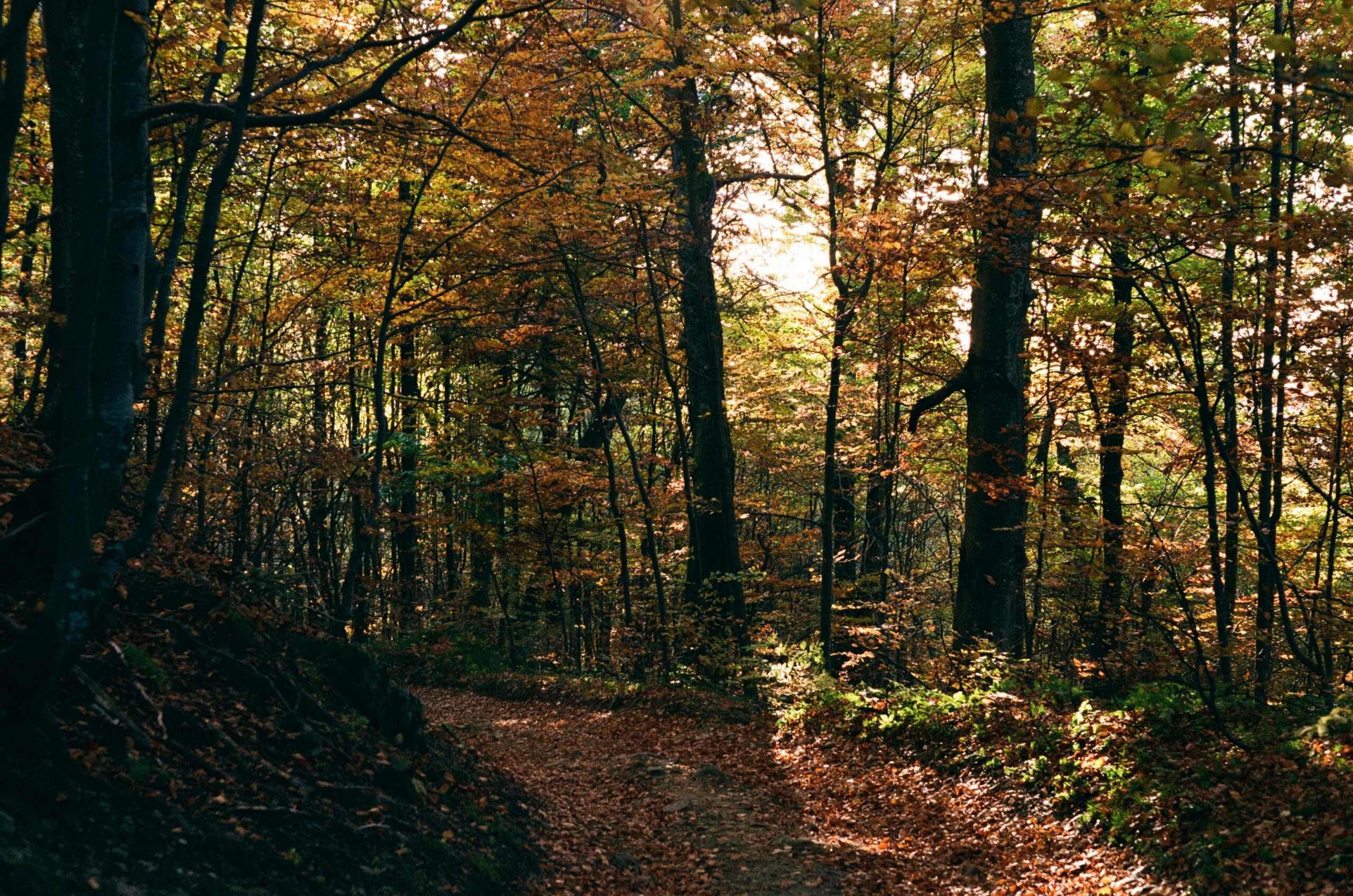American Tobacco Trail