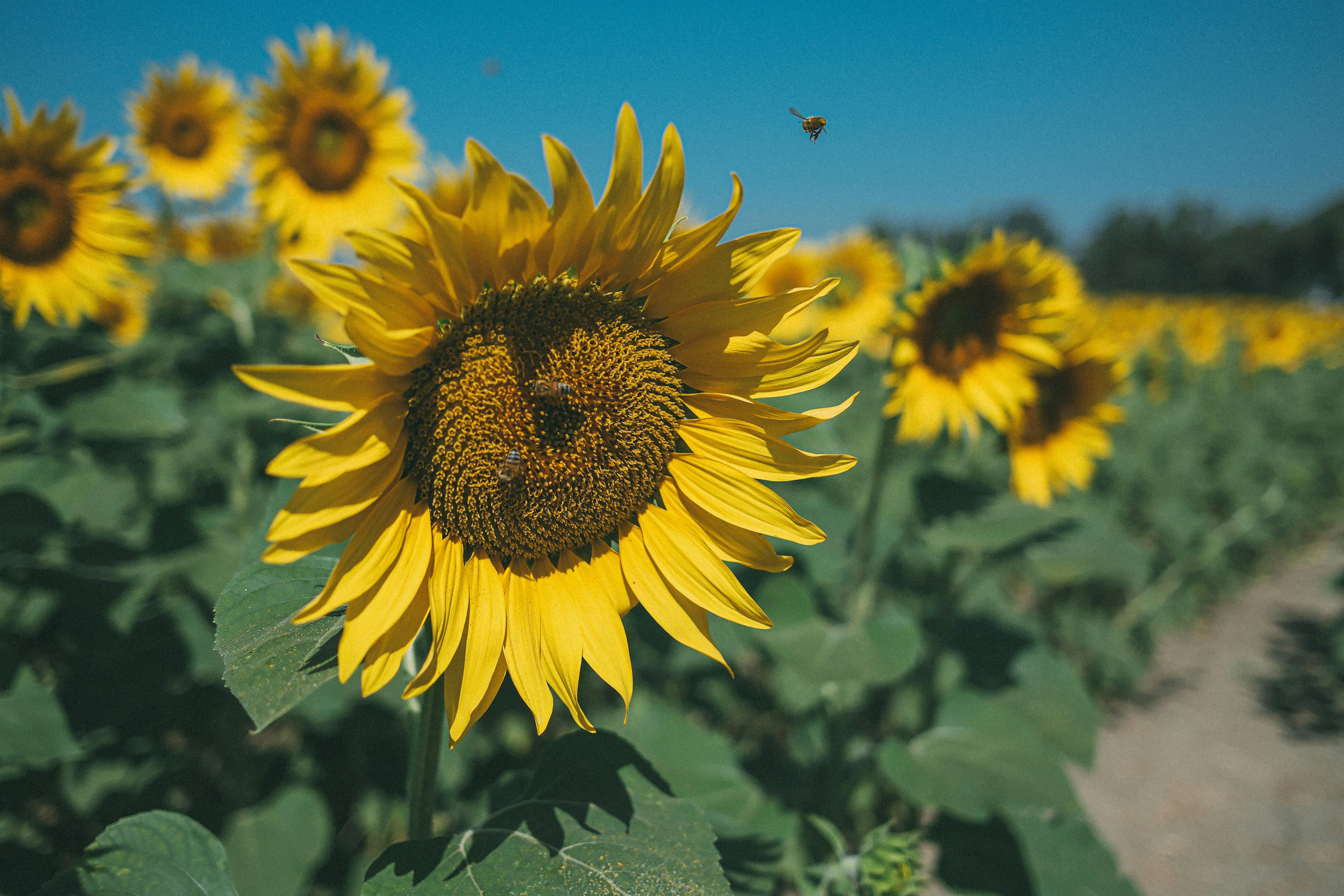 dix park in raleigh nc