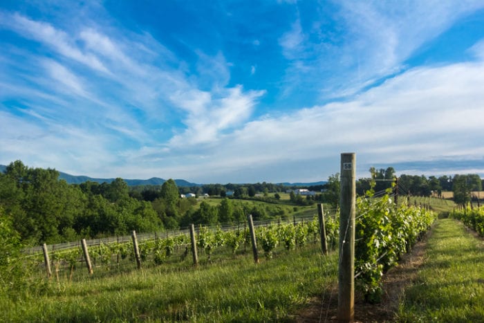Day Trip From Raleigh to a North Carolina Vineyard
