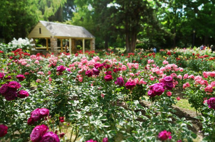 The Rose Garden in Raleigh